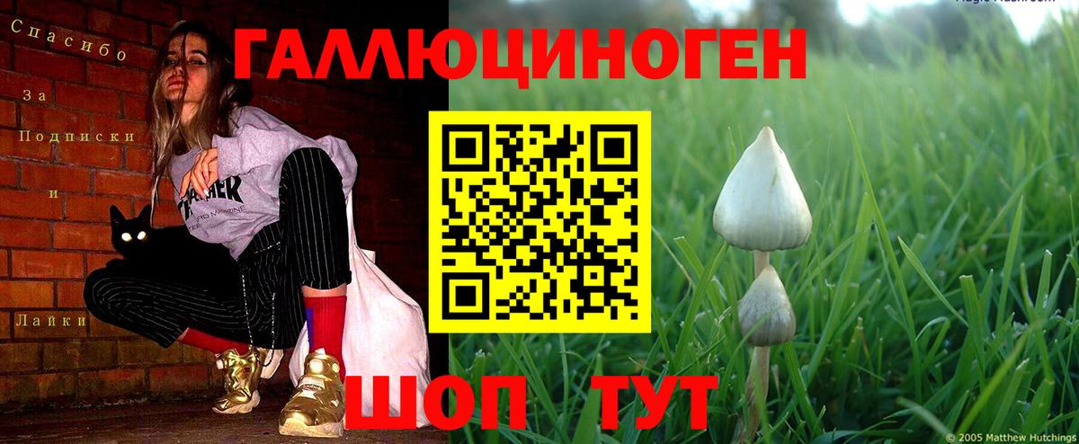 Благовещенск  купить наркотики сайты  Вход с VPN  Псилоцибиновые грибы MAGIC MUSHROOMS  Псилоцибиновые грибы Psilocybine cubensis 